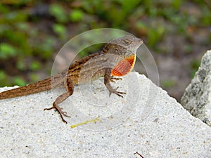 Closeup of Gecko in DeLand Florida