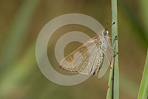 Closeup of a Gegenes Nostradamus on the grass under the sunlight with a blurry background