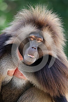 closeup of gelada monkey Theropithecus gelada photo