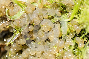 Closeup of gelatinous eggs of a water snail