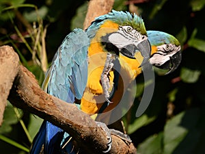 Closeup of  gelbbrustara macaws on branch