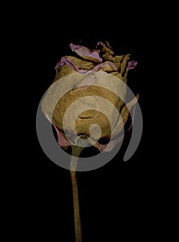 Closeup of a gentle dried rose on a black background