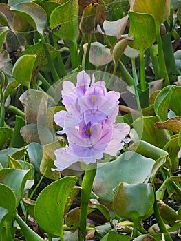 Closeup of the Gentle lilac eyhorniya or (Eichornia crassipes) in the garden photo