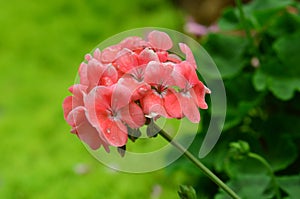 Closeup geraniums with soft background