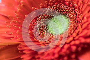 Closeup of a Gerbera Daisy Flower