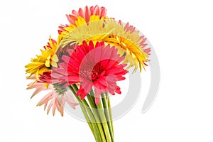 Closeup gerbera flower , white background