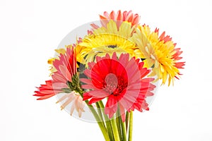 Closeup gerbera flower , white background