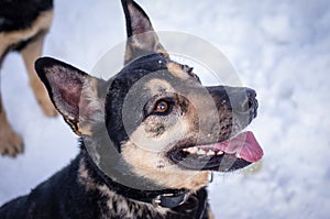 Closeup of German shepherd in animal shelter with snowy background