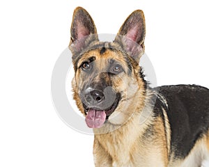 Closeup German Shepherd Dog Happy Expression