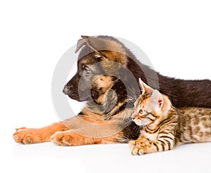 Closeup german shepherd puppy and bengal kitten lying in profile. isolated