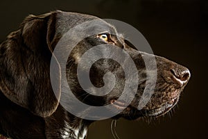 Closeup of a German Shorthair Pointer Hunting Dog