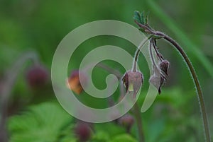 Closeup of Geum rivale, the water avens.