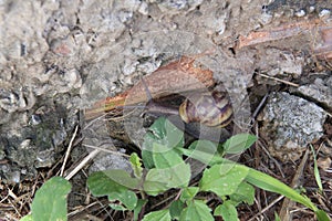 Closeup of giant African snail (Achatina fulica) in home garden