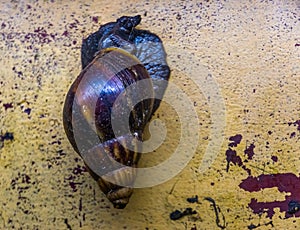 Closeup of a giant african snail, a very popular tropical slug as food and pet, Traditional offering in the Candomble religion photo