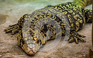 Closeup of a giant argentine giant tegu, big tropical lizard from America, popular pet in herpetoculture