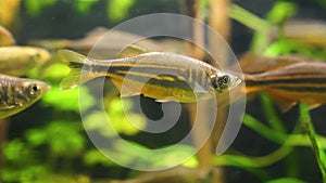 Closeup of a giant danio fish swimming in the aquarium, tropical minnow specie from the rivers of Asia
