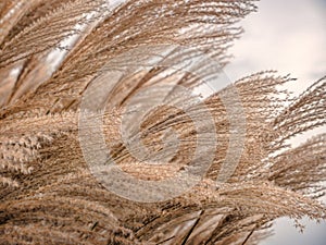 Closeup of giant dry Miscanthus grass spikes