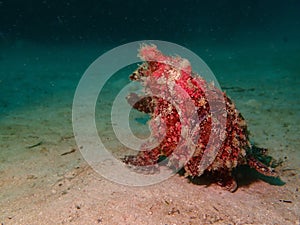 Closeup with Giant Frogfish during a leisure dive in Mabul Island, Semporna. Tawau, Sabah. Malaysia, Borneo.