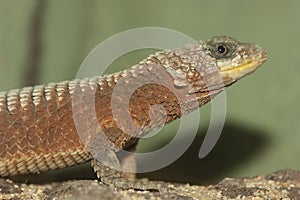 Closeup on a giant girdled lizard, Cordylus giganteus sitting on wood