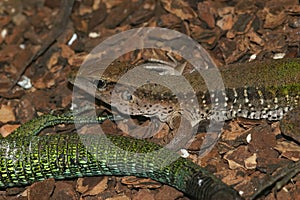 Closeup of the giant or green ameiva, South American ground lizard, Amazon racerunner or Ameiva maeiva