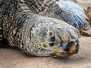 Closeup of giant green sea turtle