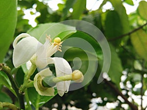 Closeup Giant Lemon flower