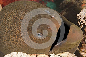 Closeup of giant moray eel