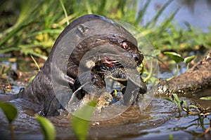 Closeup of a giant otter eating fish in a pond in Pantanal, Brazil