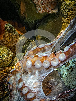 Closeup of a Giant Pacific octopus underwater