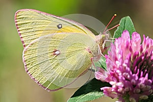 Closeup of a Giant Sulphur butterfly on clover