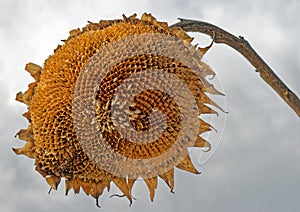 closeup giant sunflower or tall sunflower mid Winter under gray white sky