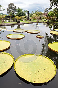 Closeup of giant water lilies