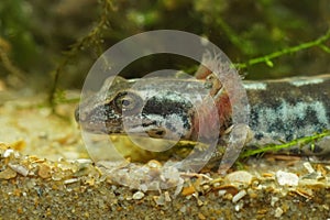 Closeup on a gilled head of the endangered Sardinian brook salamander, Euproctus platycephalus