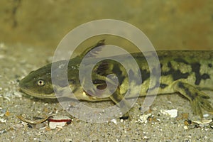 Closeup on a gilled larvae of the Barred tiger salamander , Ambystoma mavortium underwater