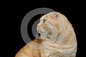 Closeup Ginger Scottish Fold Cat Looking back isolated on Black