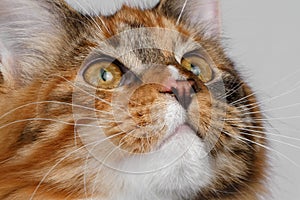 Closeup ginger tortie Maine Coon cat looking up