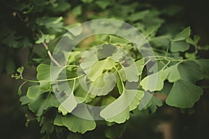 Closeup of Gingko biloba leaves