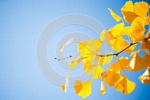 Closeup of ginkgo tree branch with yellow leaves on a blue sky