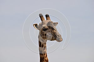 Closeup Giraffe