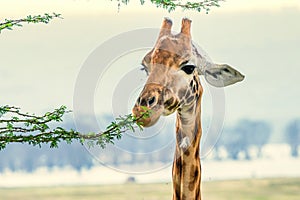Closeup of giraffe