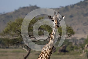 Closeup of giraffe in Africa`s Serengeti.