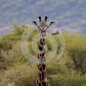 Closeup of a giraffe with a bird soaring next to it.