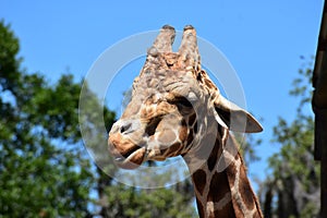 Closeup of a giraffe at Busch Gardens