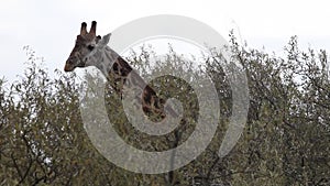 Closeup Giraffe eating leaves of a tree.