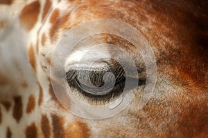 Closeup of a giraffe eye with a teardrop