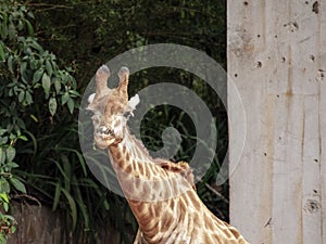 Closeup of giraffe feeding. Beautiful animal