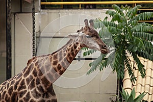 Closeup of giraffe feeding. Beautiful animal