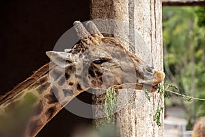 Closeup of giraffe feeding. Beautiful animal