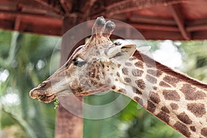 Closeup of giraffe feeding. Beautiful animal