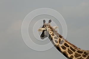 Closeup of a giraffe in the Maasai Mara